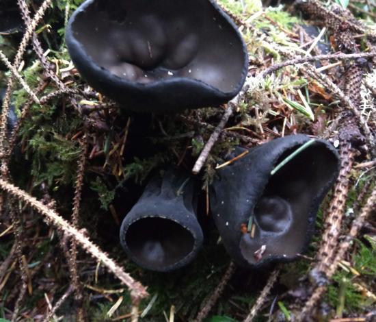 Three apothecia with a more standard cup shape
