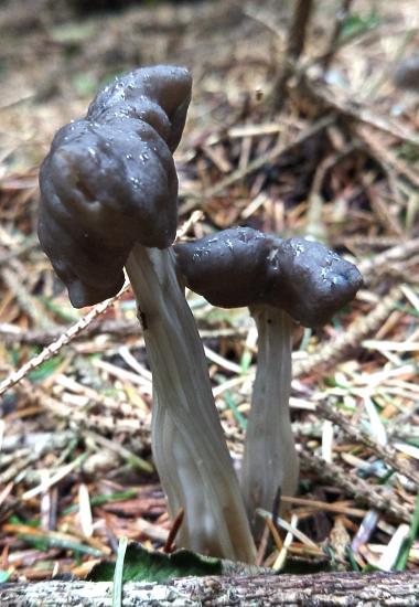 Two fruiting bodies with inverted apothecia held aloft on stalks