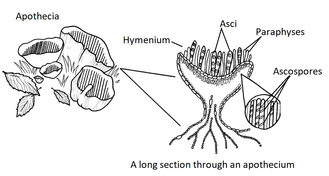 A diagram of an apothecium and a long section through an apothecium