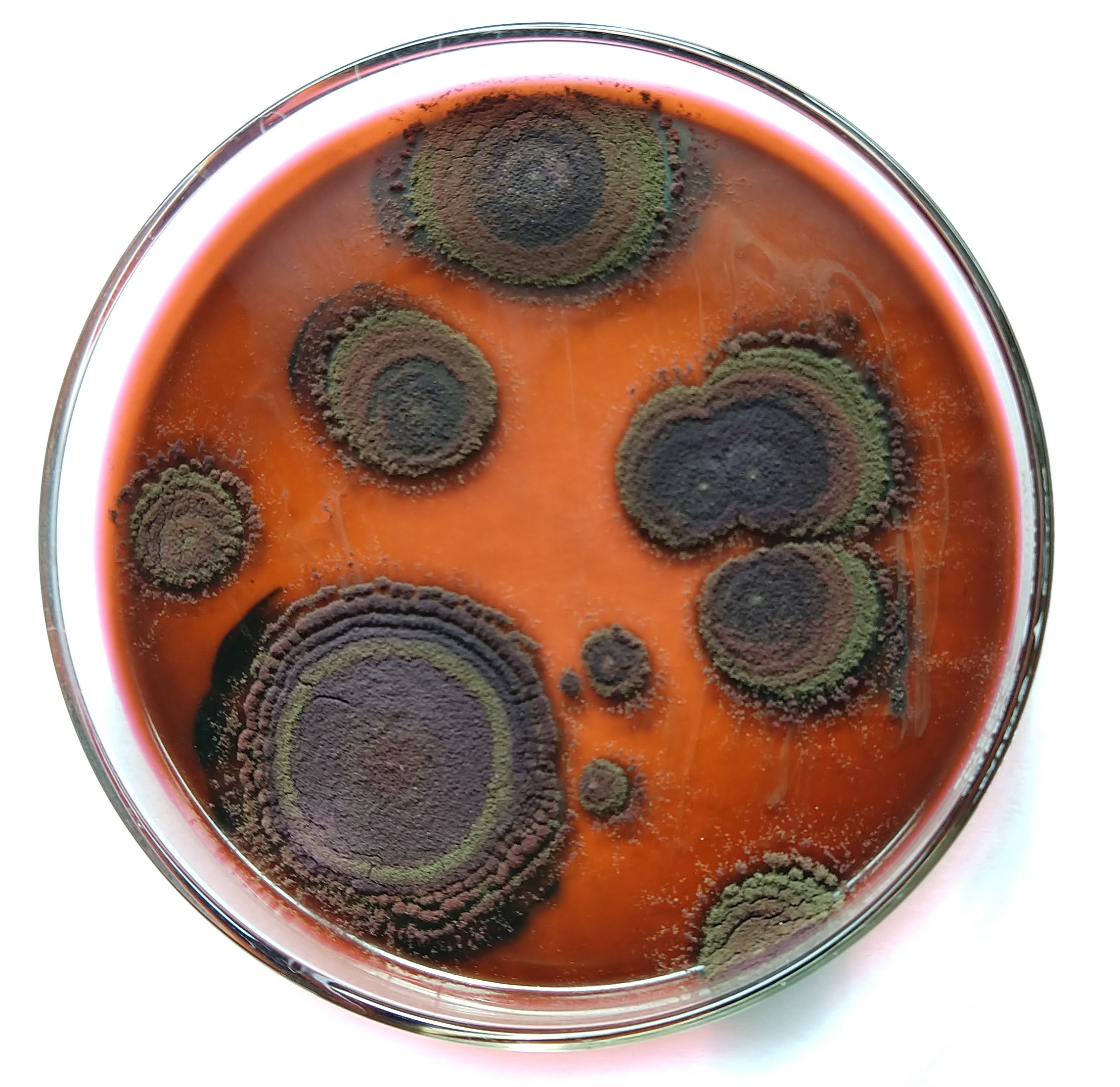 Una placa Petri con múltiples colonias de moho