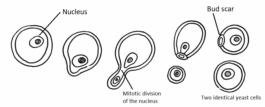 Reproducción de levadura, una sola célula de levadura que se divide en dos células de levadura. Uno tiene una cicatriz de cogollo.