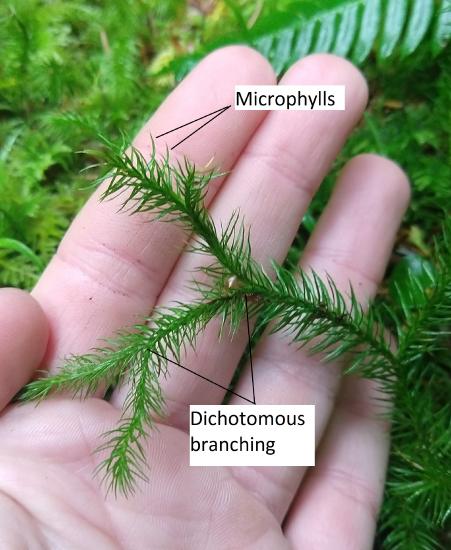 A closer image of Lycopodium, showing microphylls and dichotomous branching