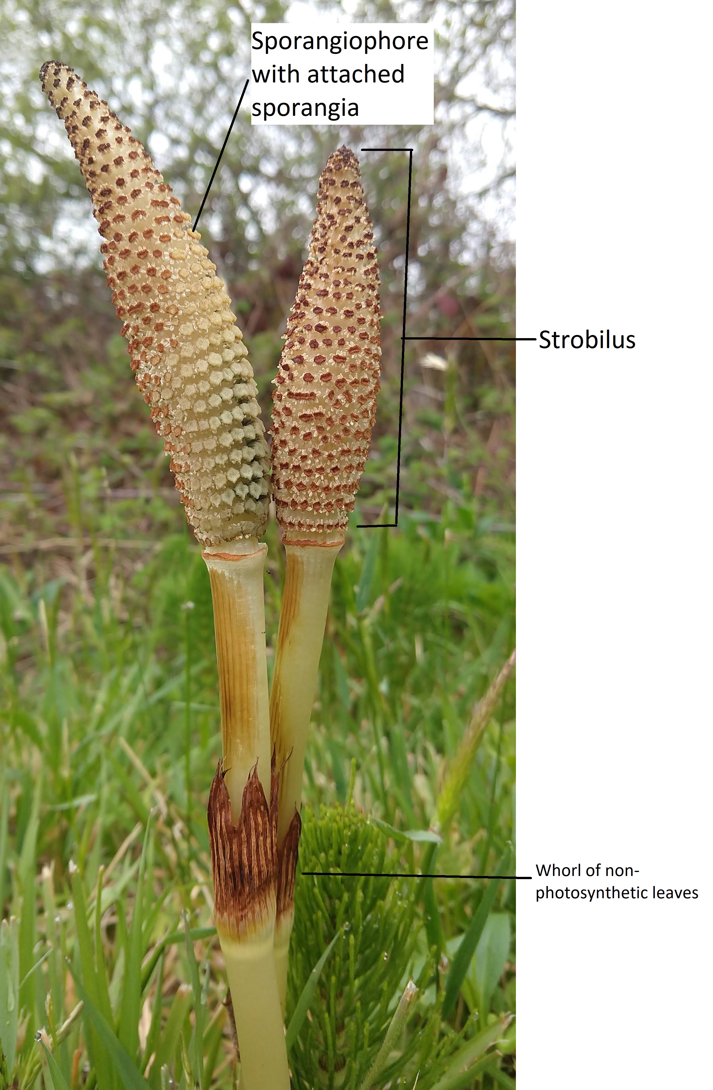 Two reproductive shoots of Equisetum