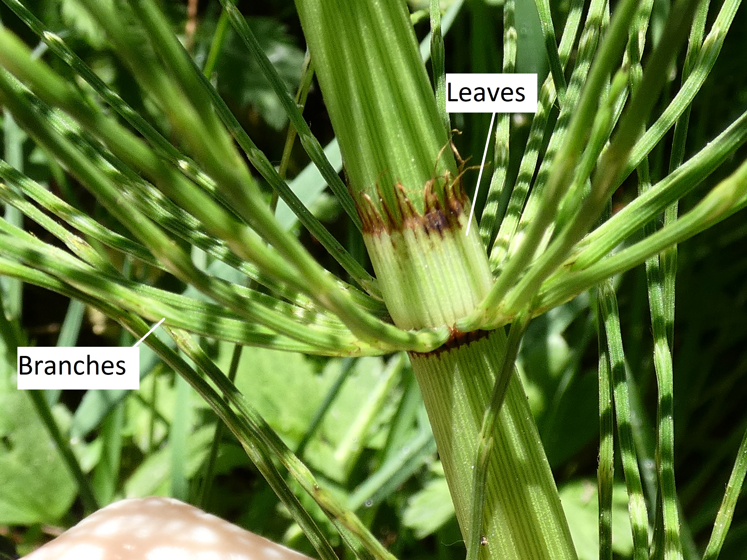 A closer image showing Equisetum leaves and branches