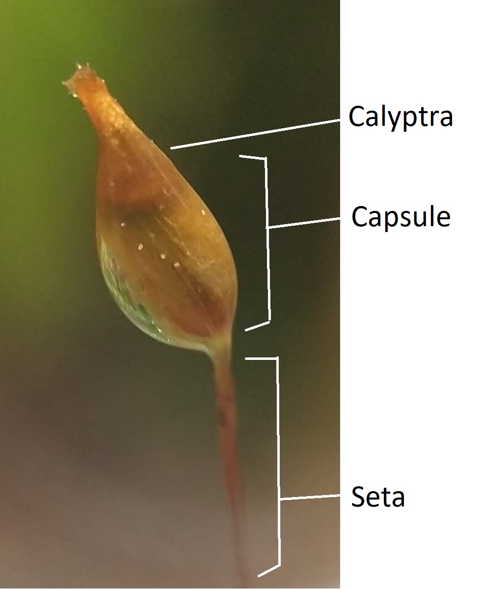 Un esporófito de musgo que todavía tiene un caliptra que cubre la cápsula
