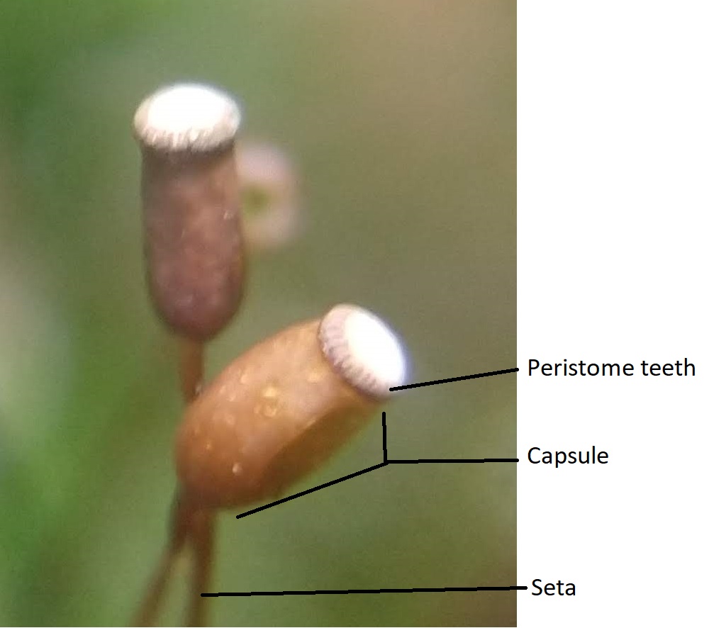 Un esporófito de musgo que ya no tiene caliptra ni opérculo