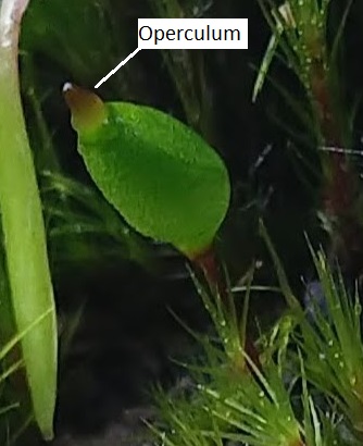 Un esporófito de musgo con un opérculo