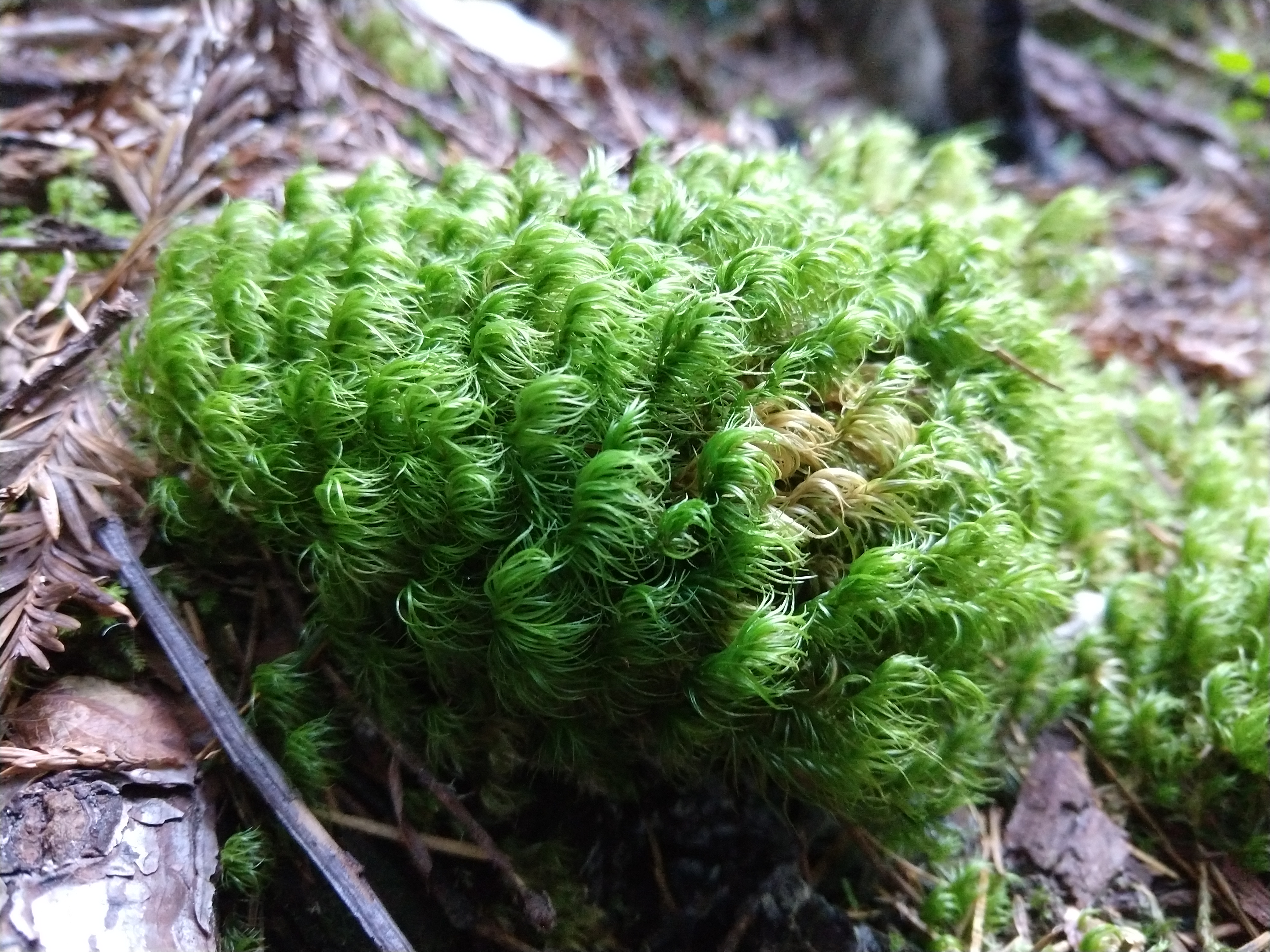A group of moss gametophytes