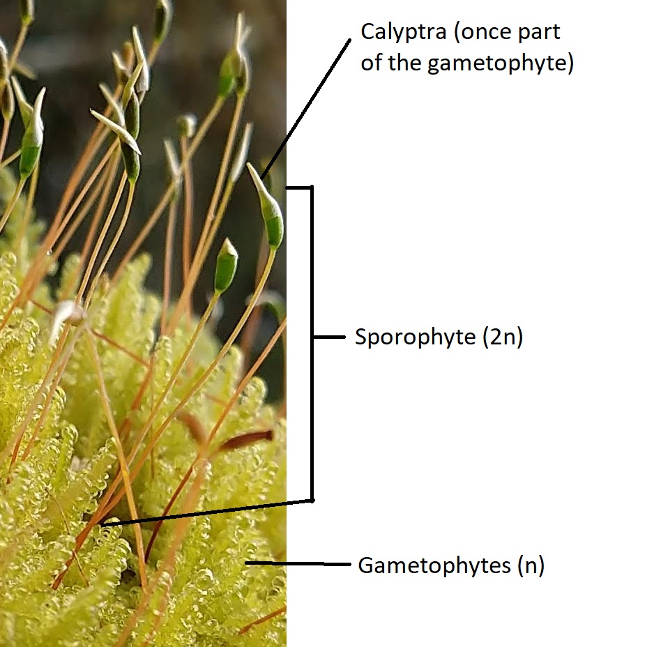 Moss sporophytes (with calyptras) emerging from gametophytes