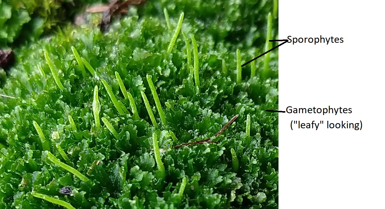 Un hornwort que muestra generaciones de esporófitos y gametófitos