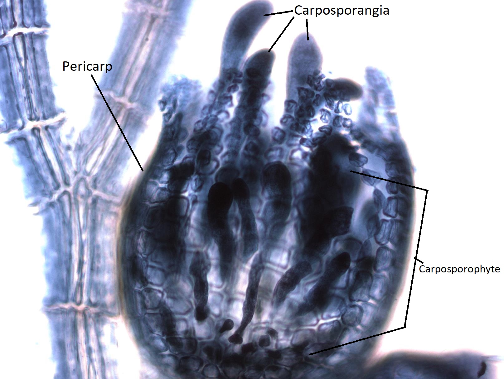 A labeled Polysiphonia cystocarp with emerging carposporangia