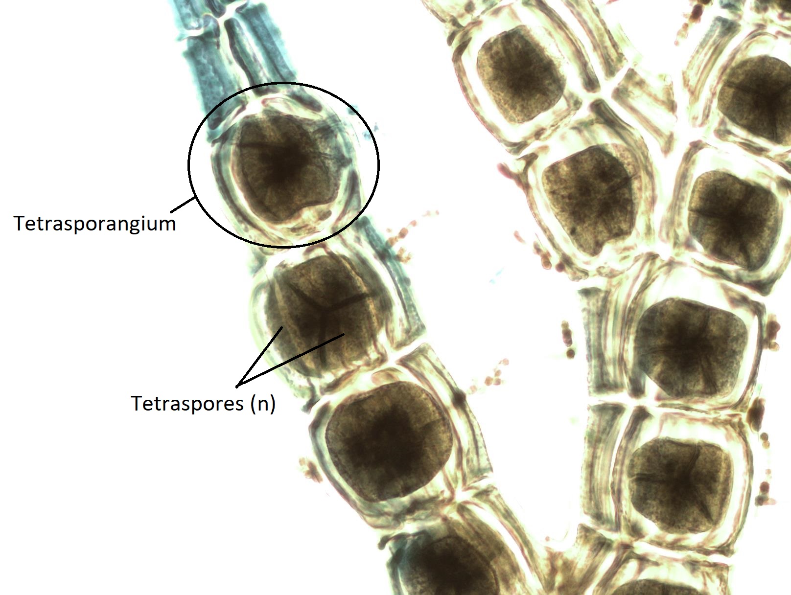 Un tetrasporófito de Polysiphonia etiquetado que muestra tetrasporangios y tetrasporas