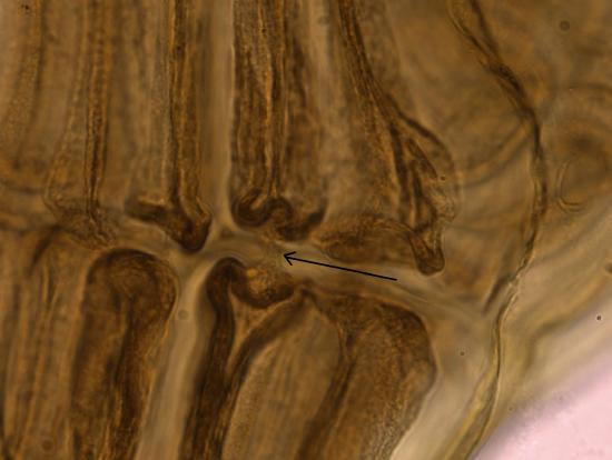 A close up of red algal cells with an arrow indicating a pit connection