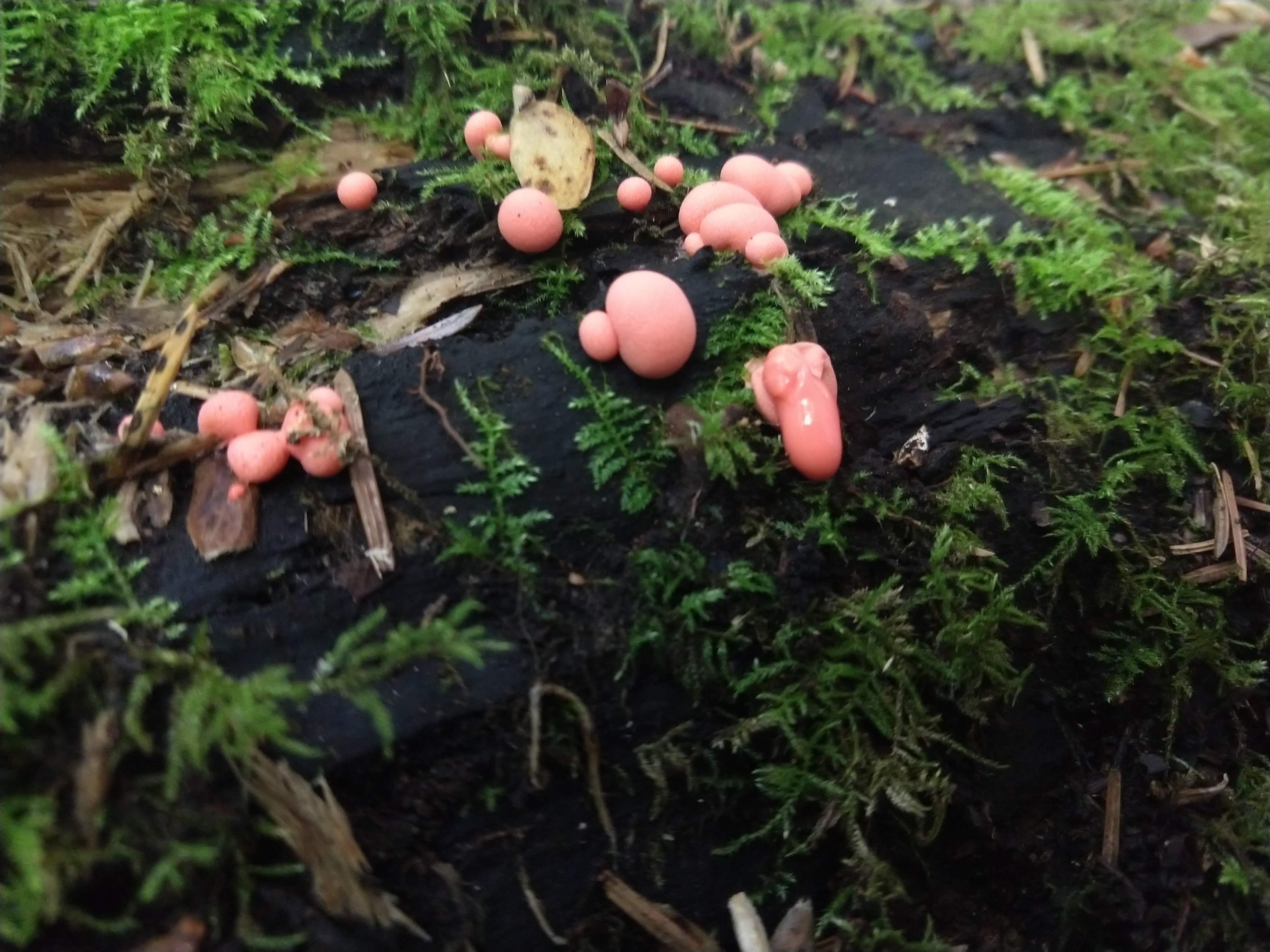 Round, pink Lycogala fruiting bodies oozing after being poked