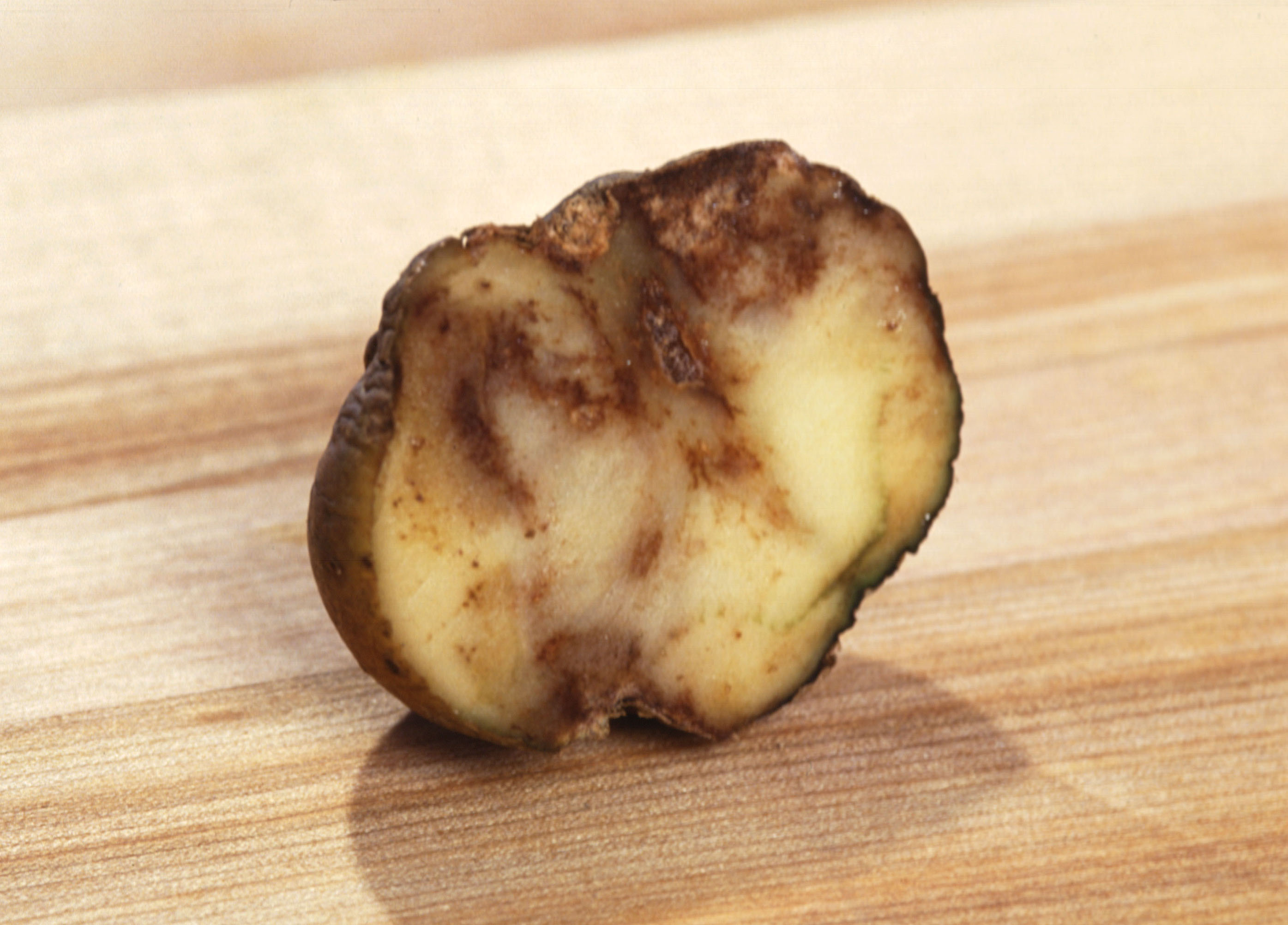 A potato infected with potato blight cut in half on a wooden table. The potato has dark brown discoloration on the inside.
