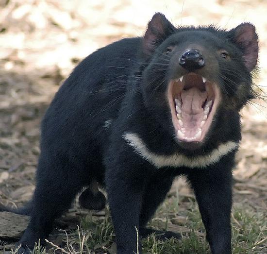 A black, furry Tasmanian devil with a white stripe on its chest opens its mouth, showing its teeth and tongue.
