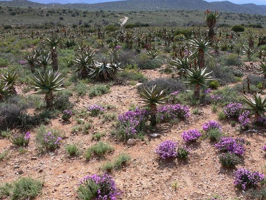 Succulent shrubs with pointy leaves, purple flowers, and other plants growing in bare soil