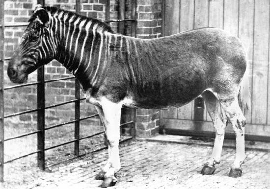 Black and white image of the quagga, which has stripes like the zebra, but the stripes fade near the rare of the animal
