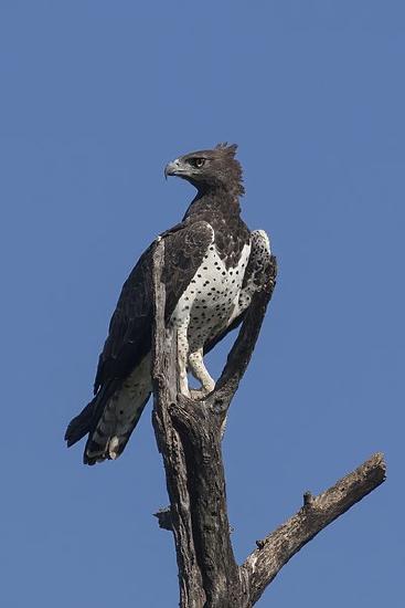 A Martial Eagle posts on a bare tree. it has a black head and wings, hooked beak, and a white chest with speckles.
