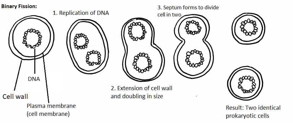 Fisión binaria, una célula procariota se divide en dos células idénticas