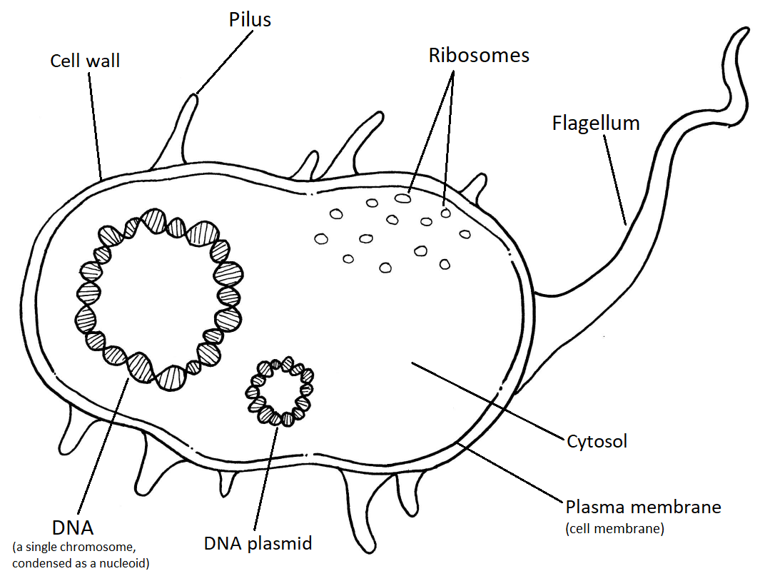 Los componentes de una célula procariota generalizada