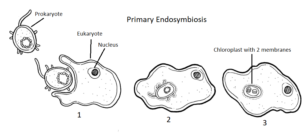 Primary endosymbiosis, a heterotrophic eukaryote engulfs a photosynthetic prokaryote