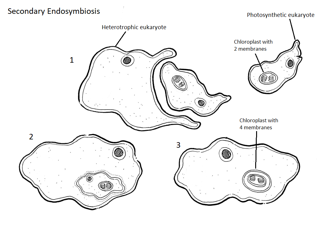 Endosimbiosis secundaria, un eucariota heterotrófico envuelve a un eurcariota fotosintético