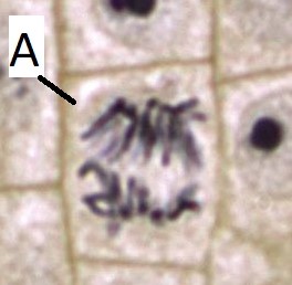 Una célula en anafase, marcada célula A