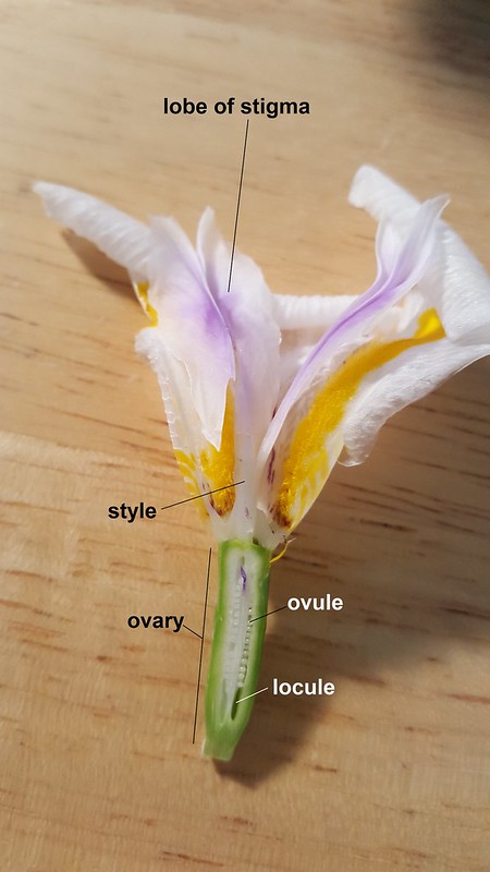 Una sección larga a través de una flor con el ginecio etiquetado