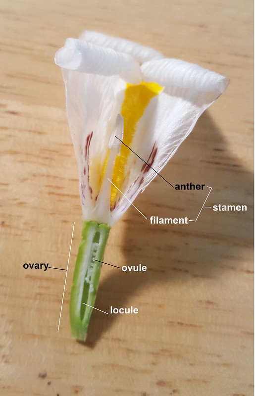 Una sección larga a través de una flor con el androecio y el ovario etiquetados