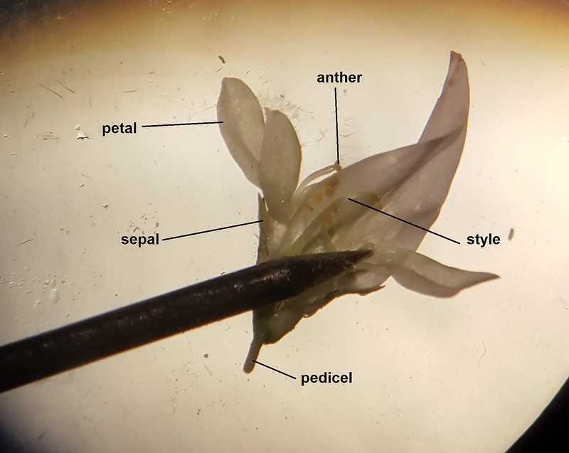 A flower that has been cut in half and is being held down by a sharp probe