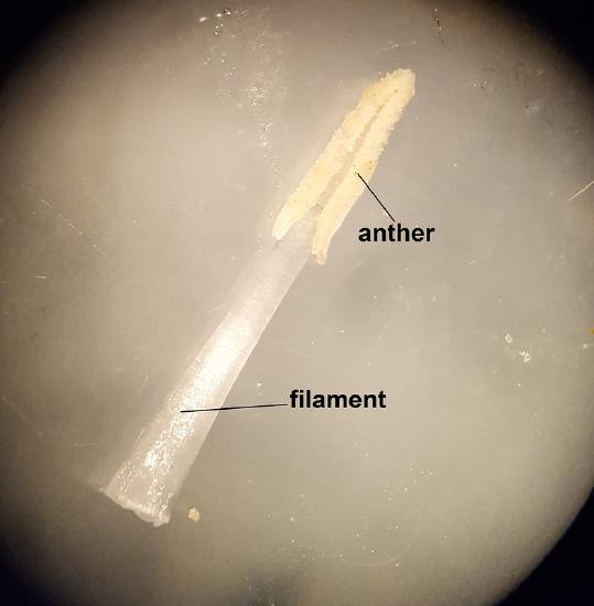 A single stamen with the anther and filament labeled