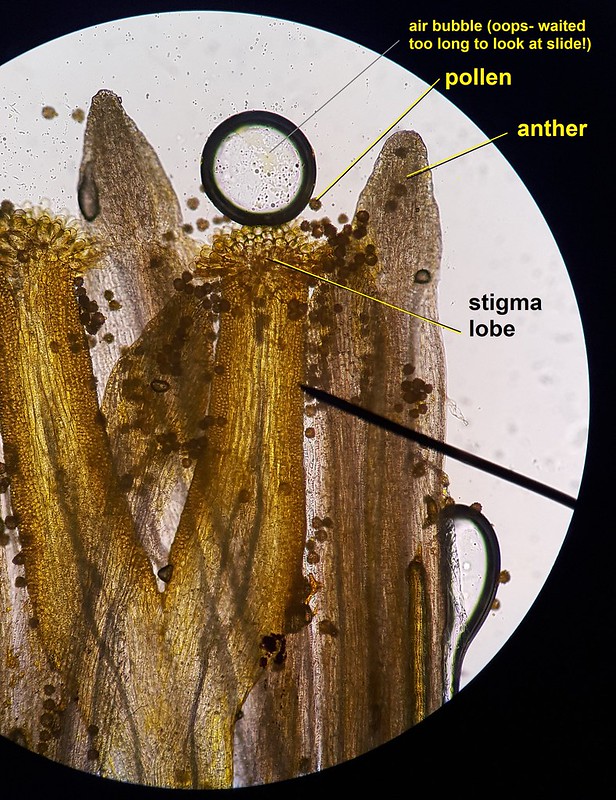Partes reproductivas de una flor bajo el microscopio