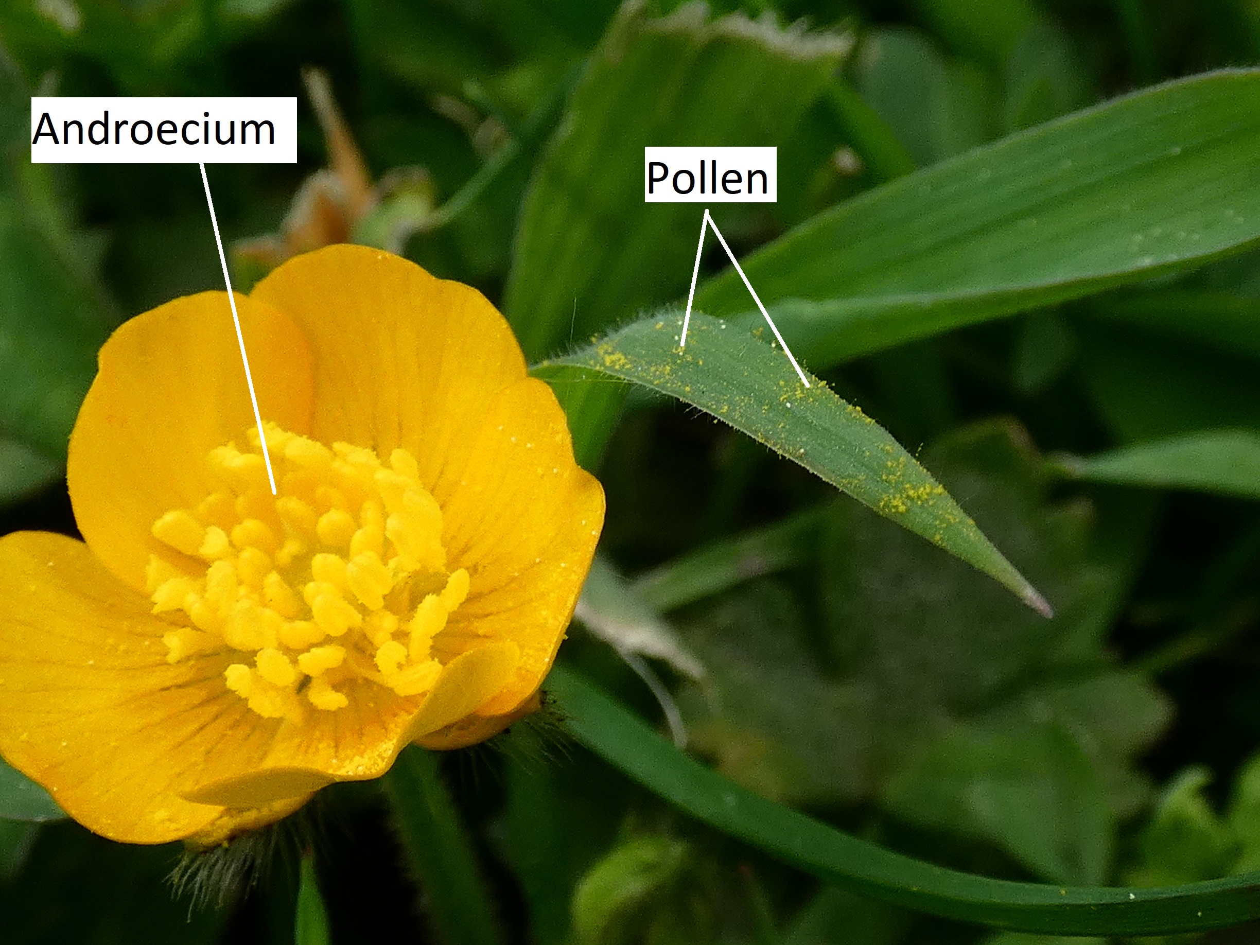 A buttercup with many stamens that has dispersed pollen on a nearby blade of grass