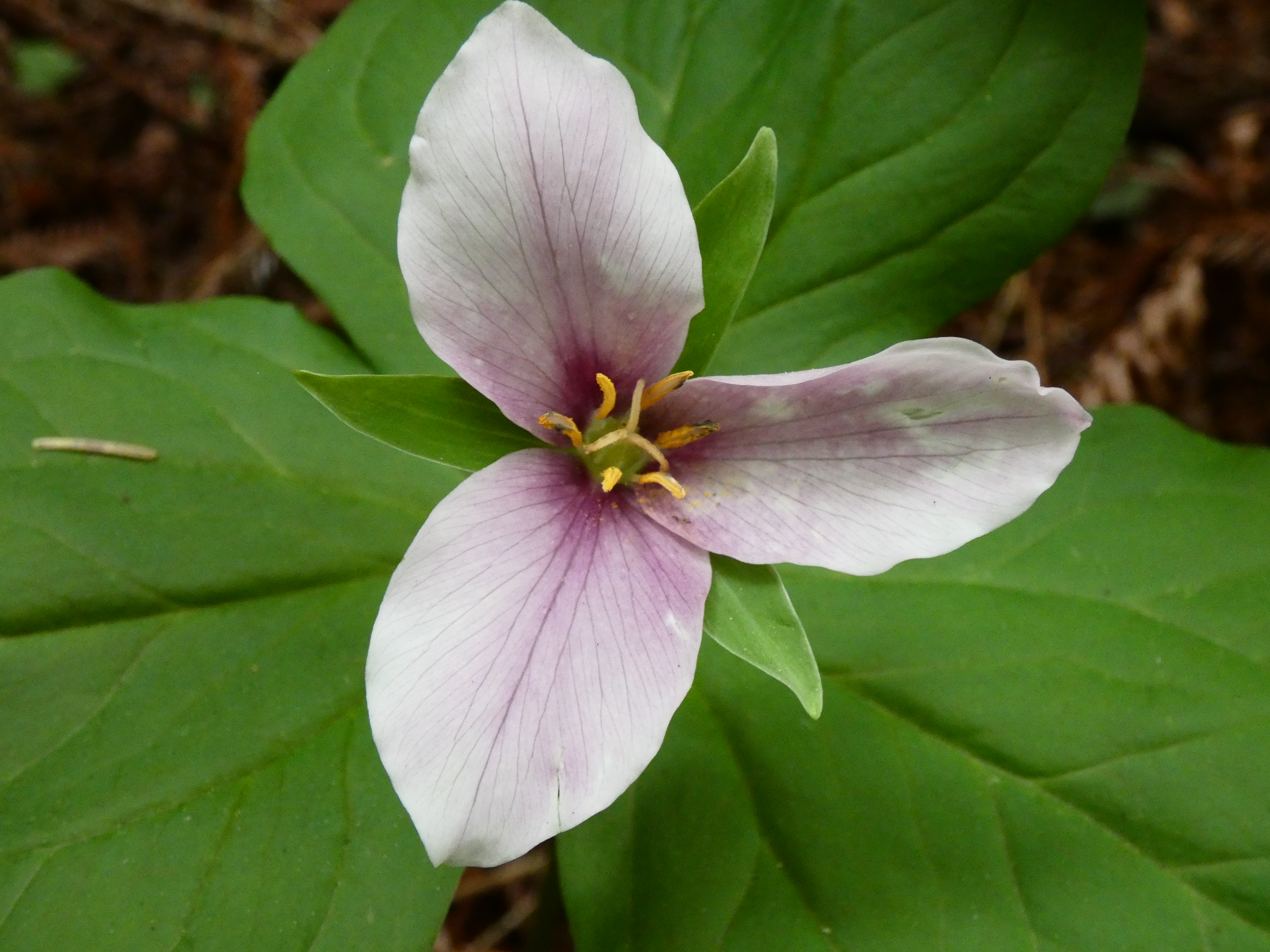 A Trillium flower that is radially symmetrical