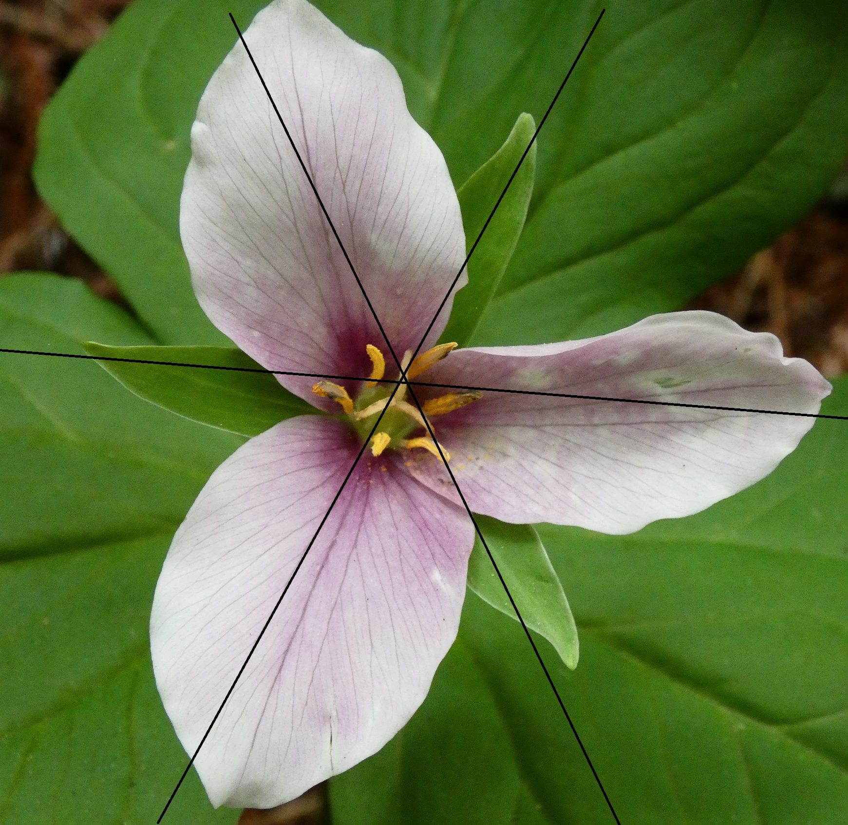 La misma flor de Trillium con tres líneas de simetría dibujadas en