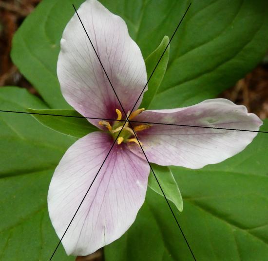 The same Trillium flower with three lines of symmetry drawn in