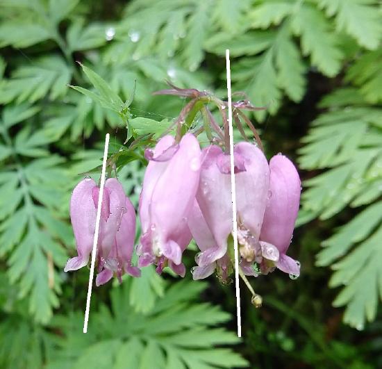 The same cluster of bleeding heart flowers, two flowers have a line of symmetry added