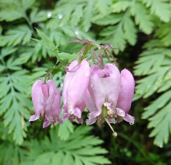 A cluster of bleeding heart flowers, each of which has bilateral symmetry