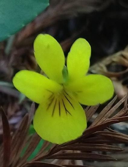 A yellow violet (Viola) flower that is bilaterally symmetrical