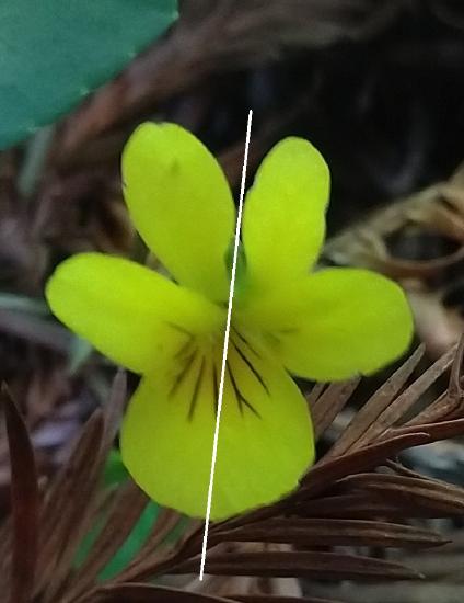 The same Viola flower with a single line of symmetry drawn vertically through the center