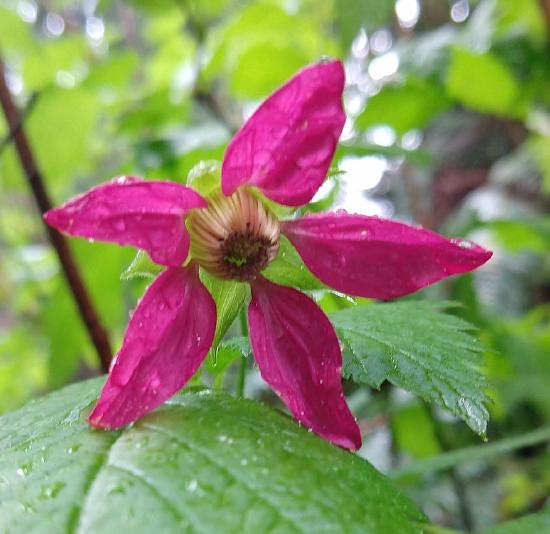 A salmonberry flower with radial symmetry