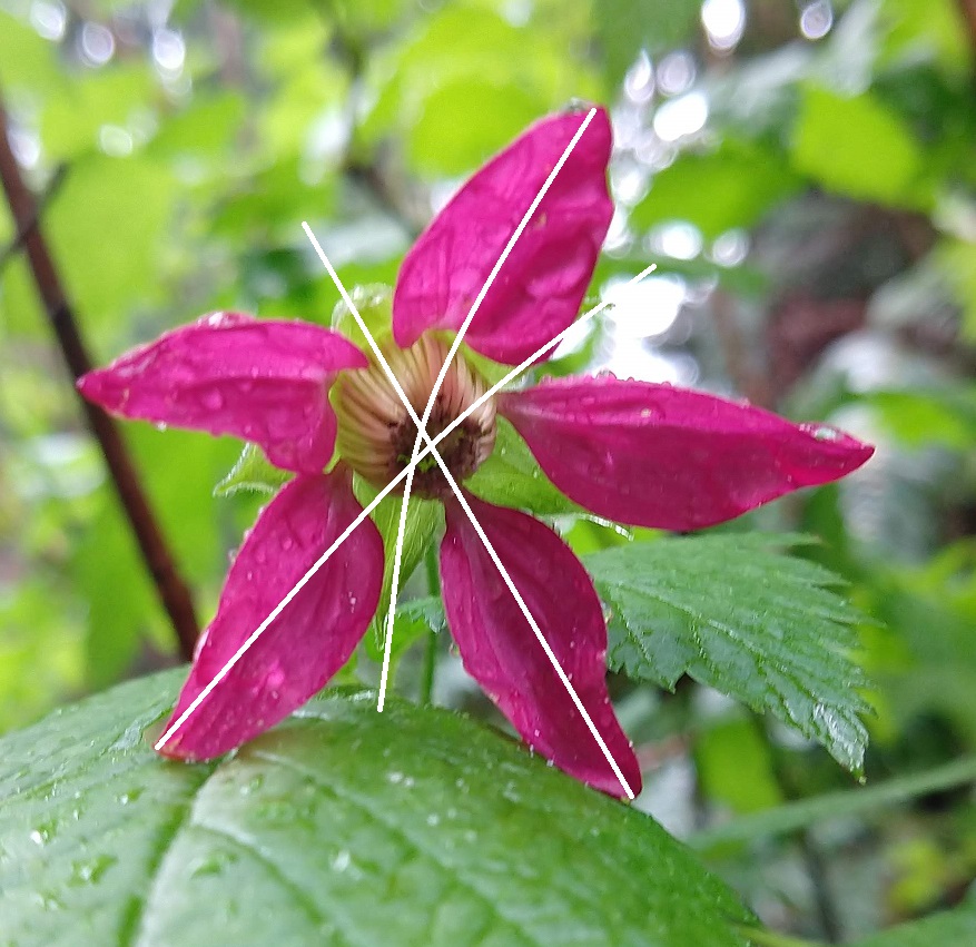 La misma flor de salmonberry con líneas de simetría agregadas