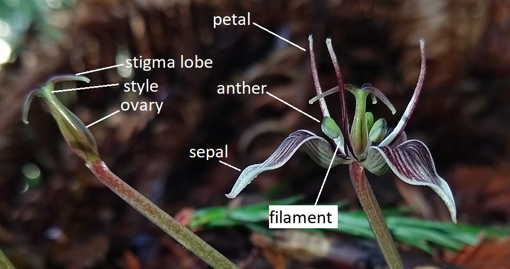 Una flor hipogina con ovario superior