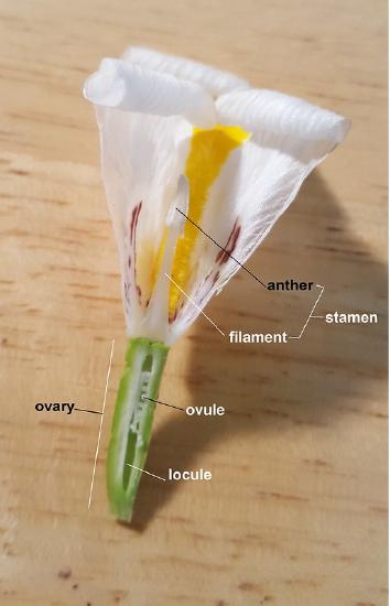 A labeled  long section of a flower with an inferior ovary