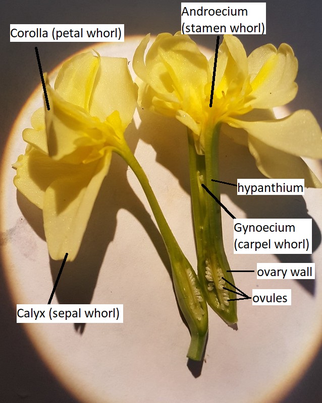 Una flor etiquetada y disecada que muestra el hypanthium