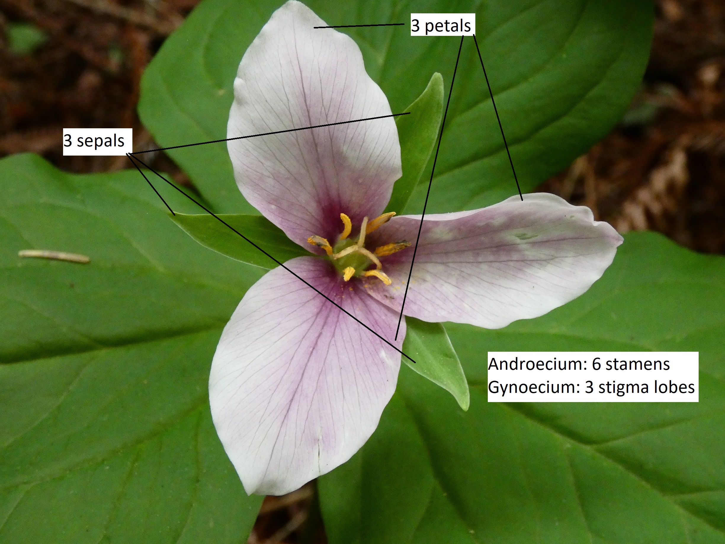 A Trillium flower with the number of parts in each whorl labeled