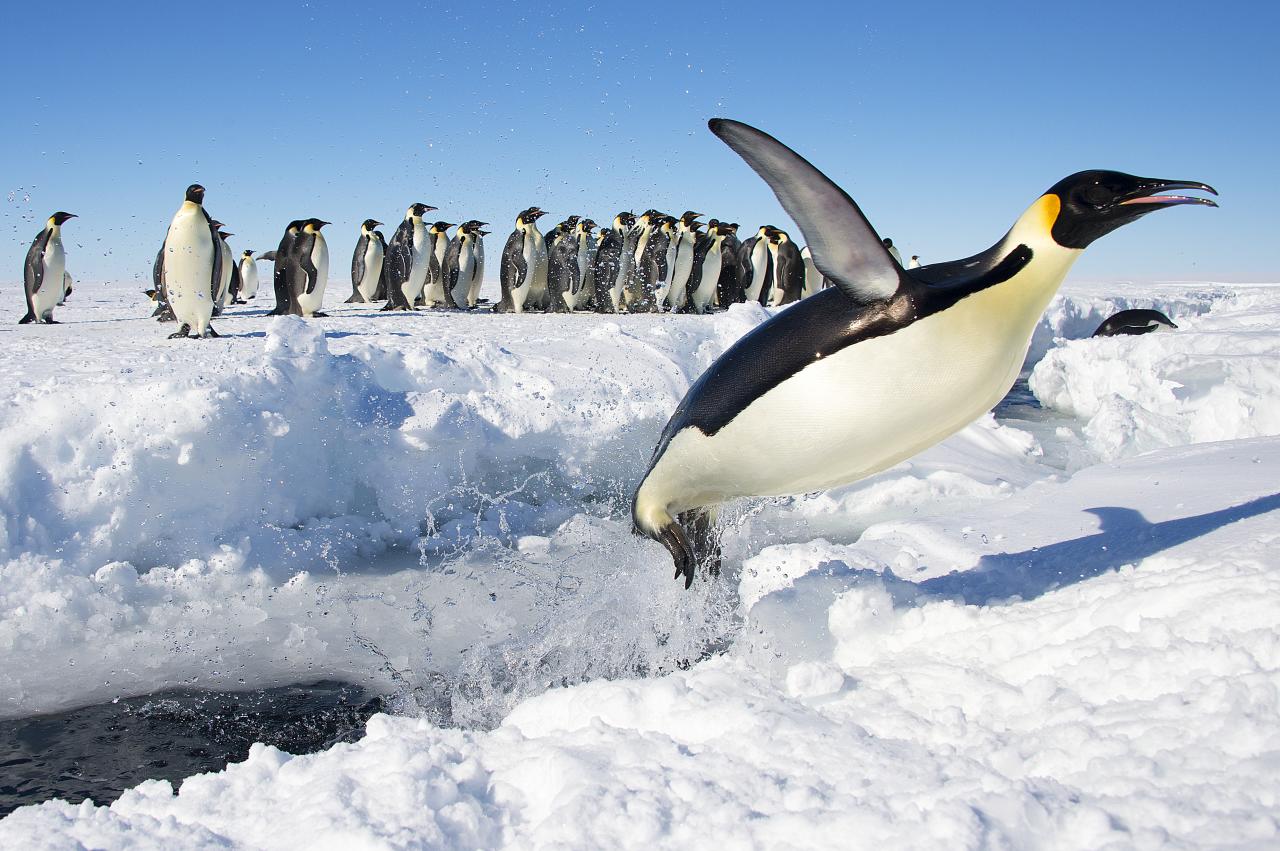 An Emperor Penguin jumps out of the water onto the snow. A large group of penguins is visible in the background.
