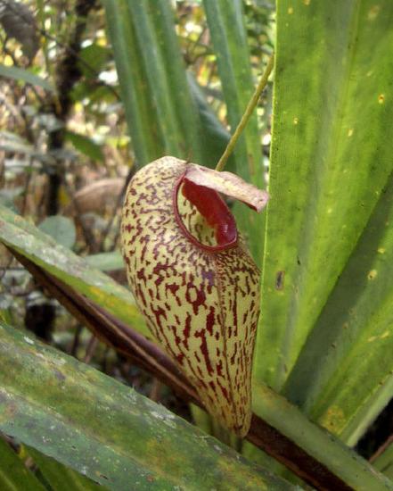 The splotchy leaf of a pitcher plant (Nepenthes aristolochioides) forms a chamber that can attract and trap insects. 