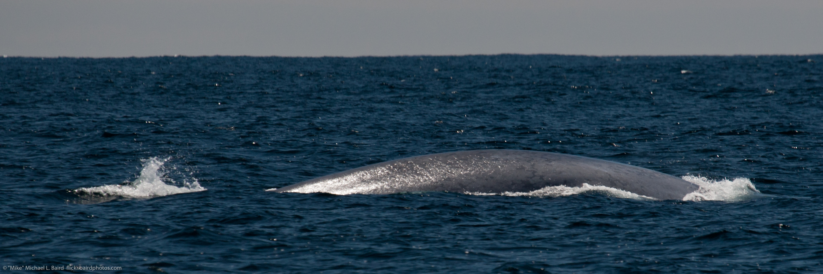 The back portion of a blue whale protrudes out of the ocean.